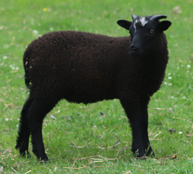 lamb26